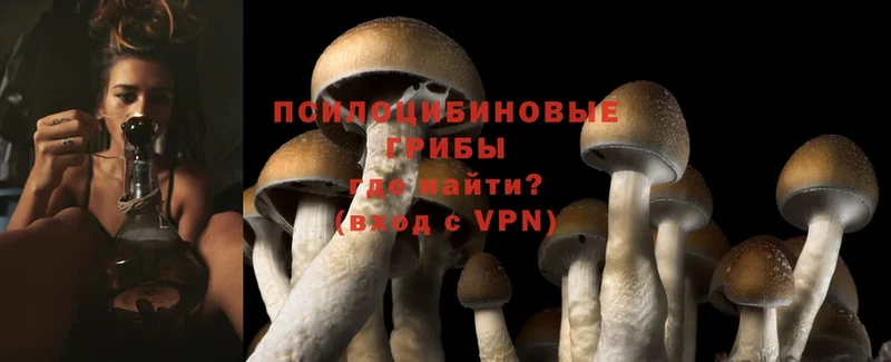 закладка  Полесск  Псилоцибиновые грибы Magic Shrooms 